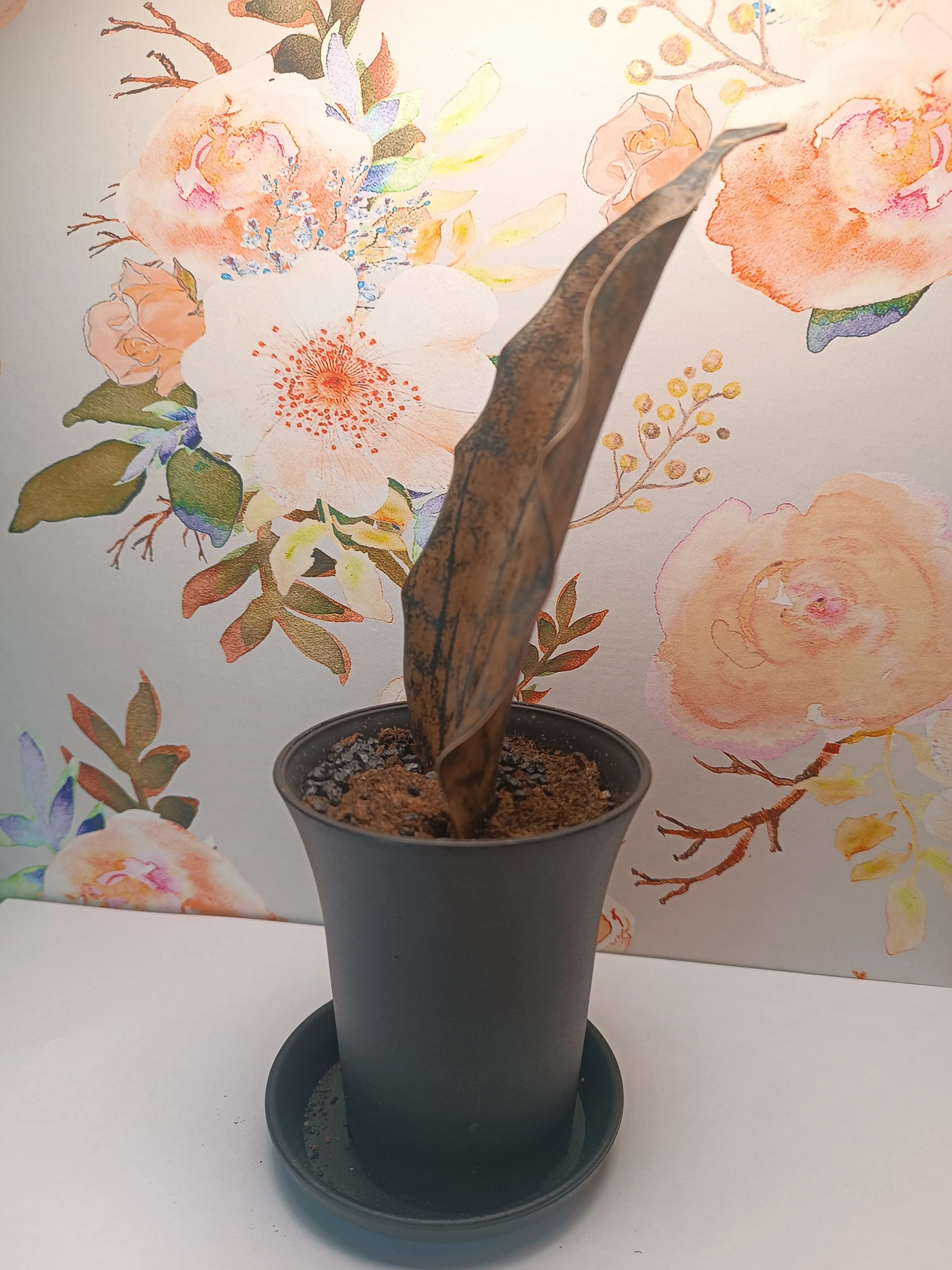 Sansevieria Star Canyon Granite