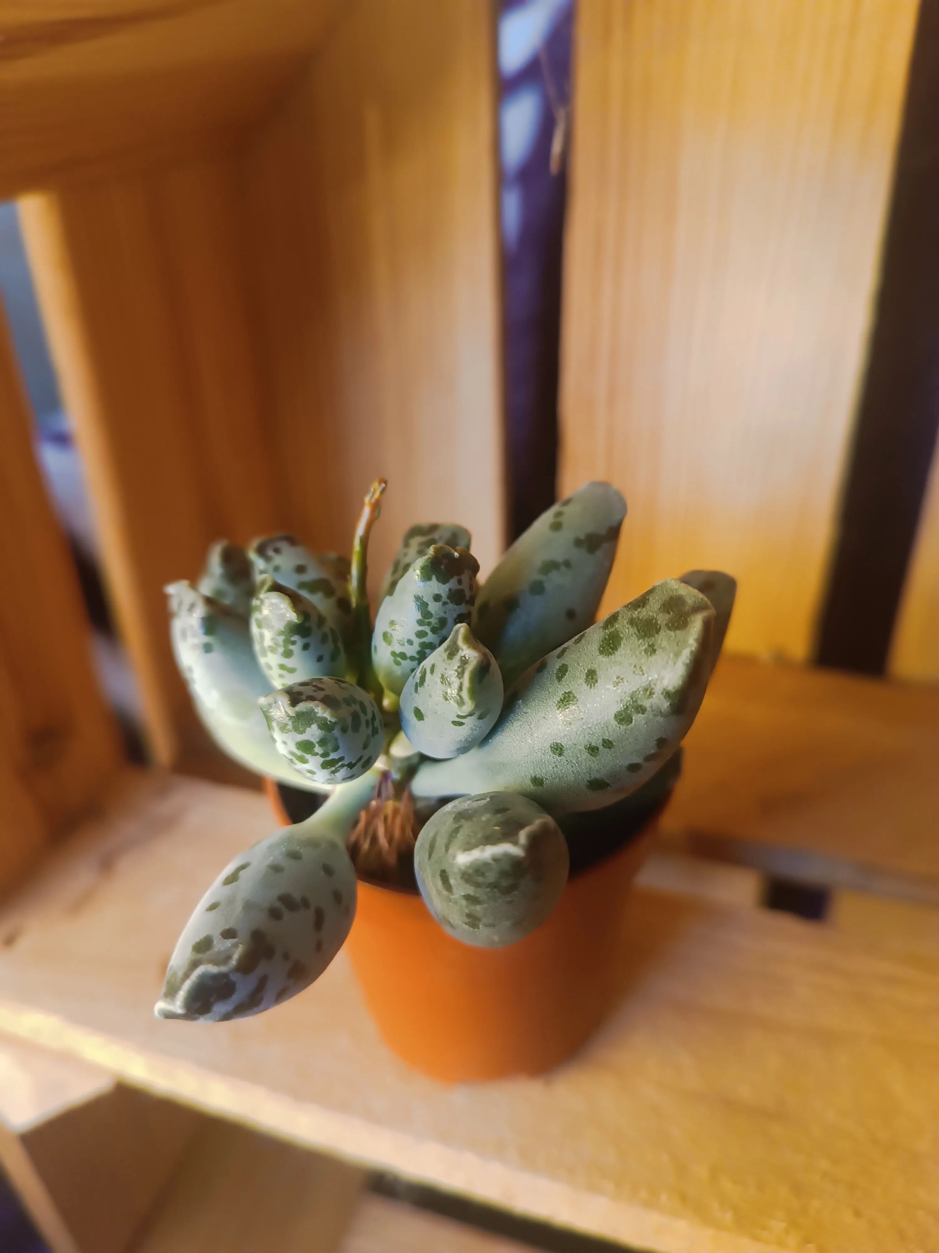 Adromischus cooperi
