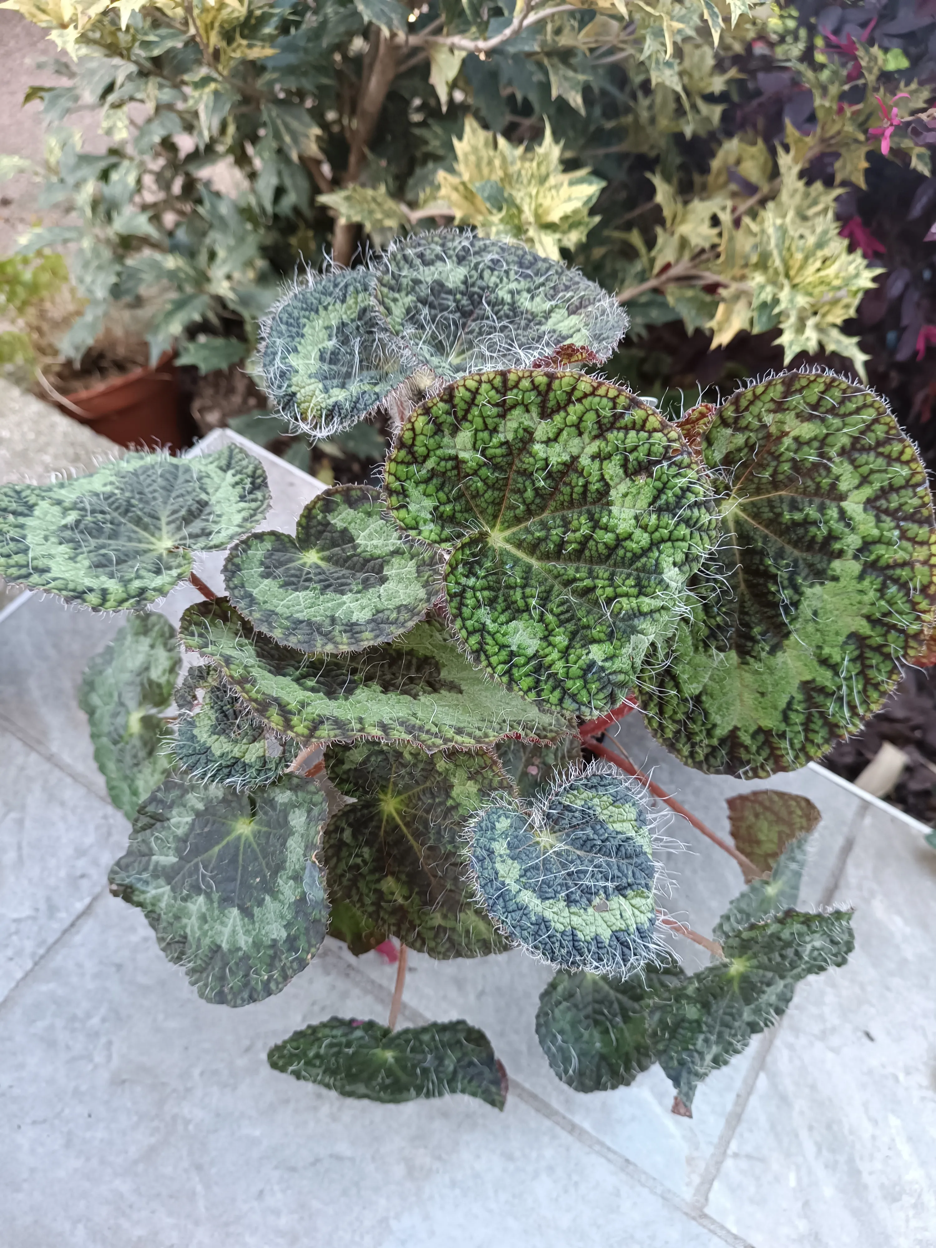Begonia Sizemoreae