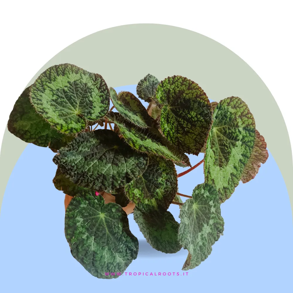 Begonia Sizemoreae