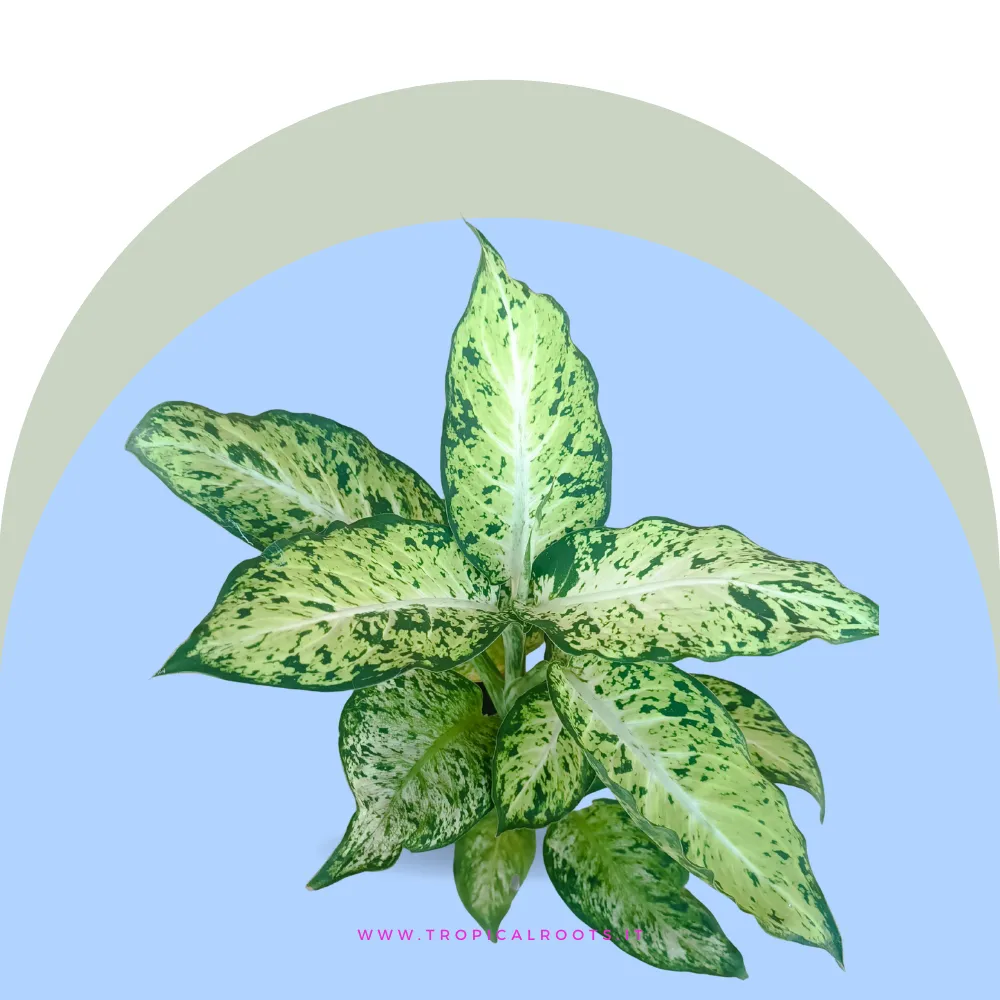 Dieffenbachia Vesuvius