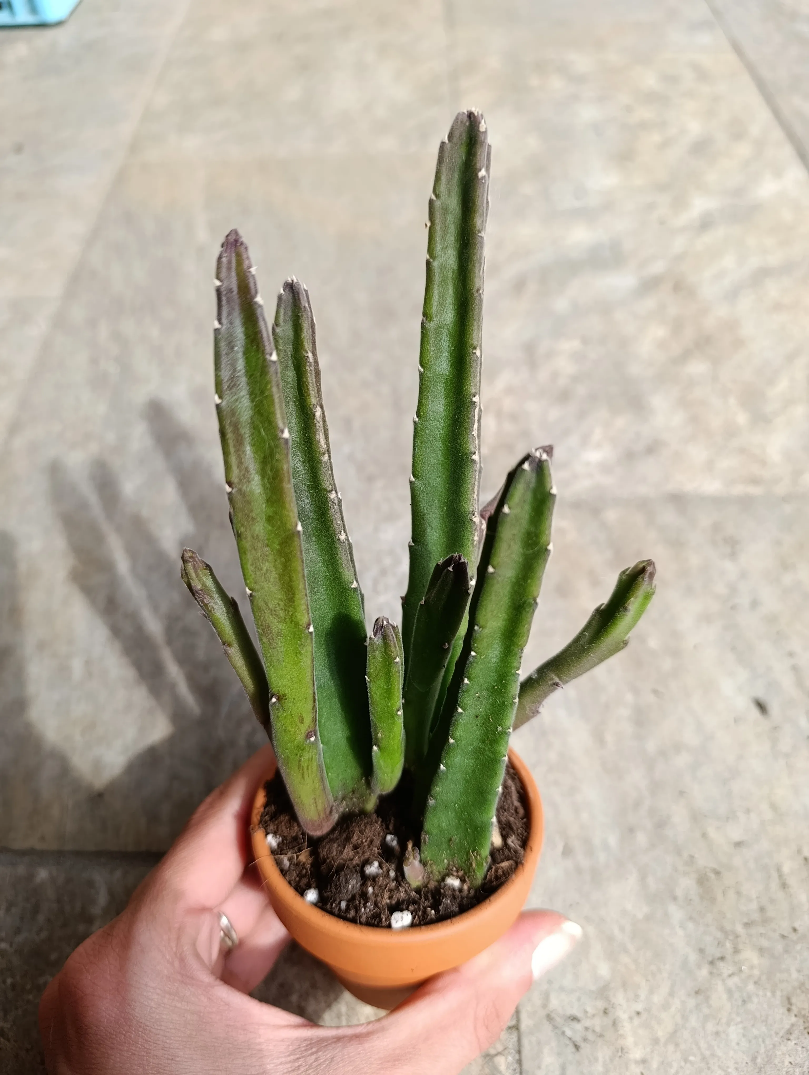 Stapelia leendertziae