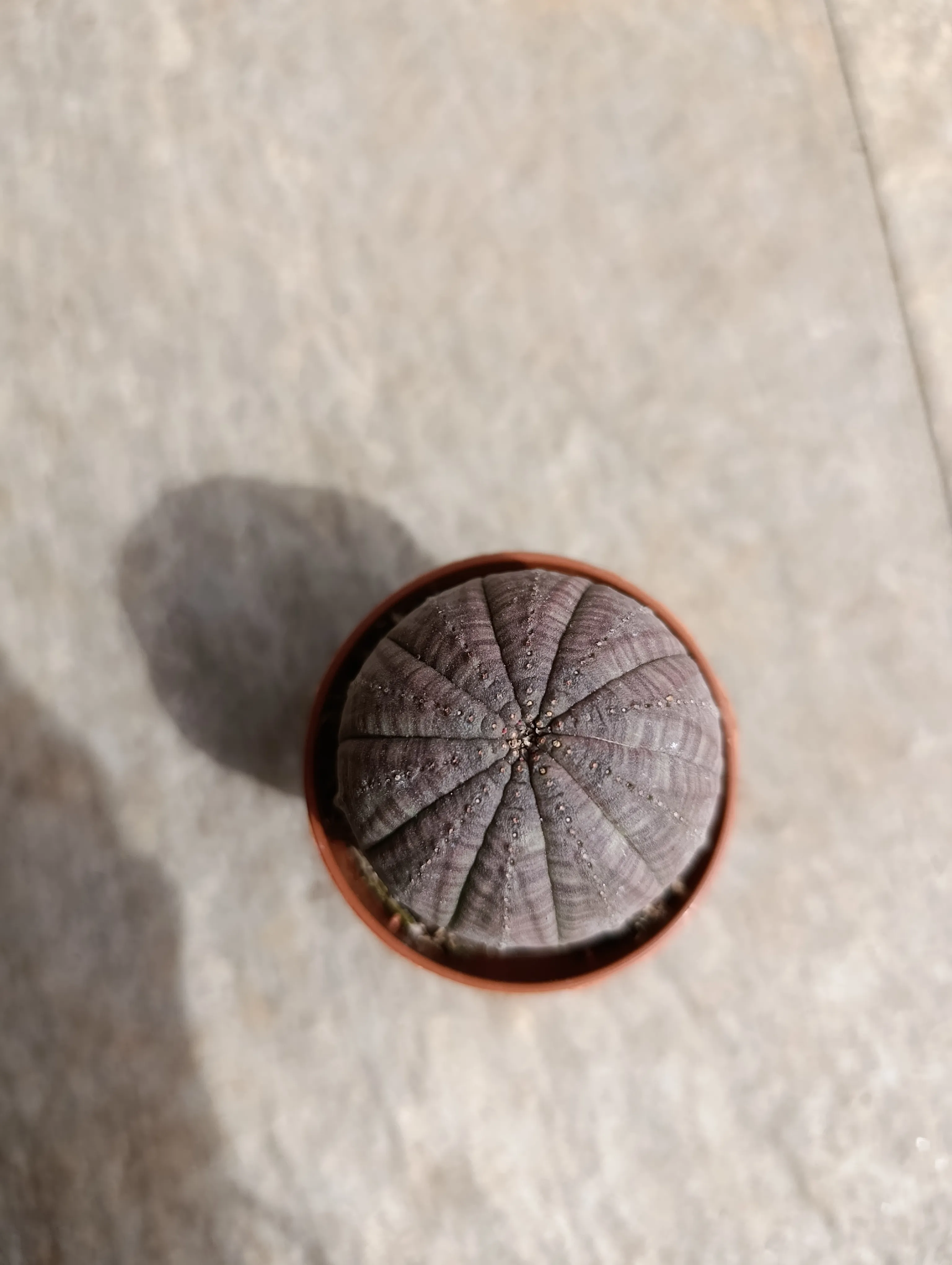 Euphorbia obesa