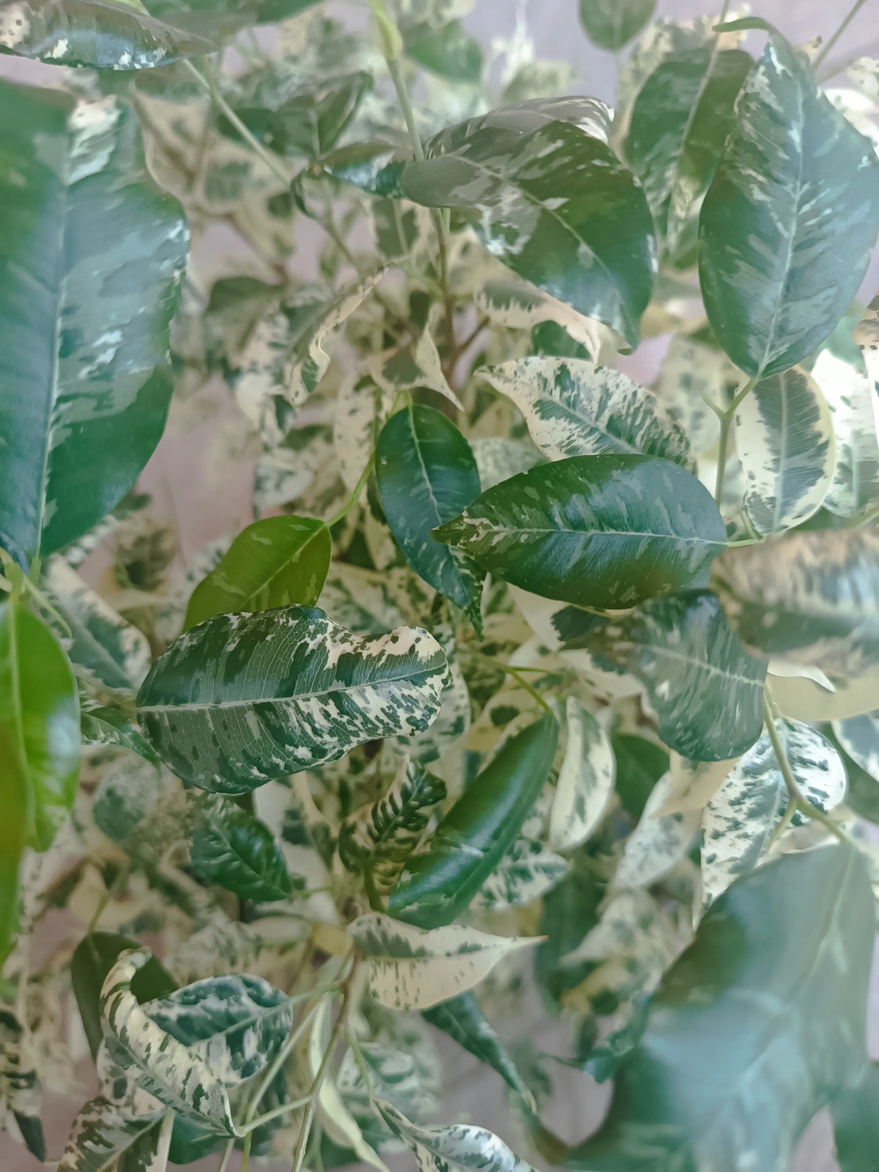 Ficus Aspera