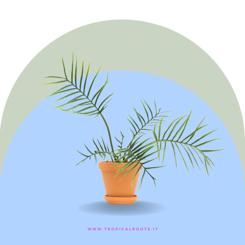 Philodendron 'Tortum' baby