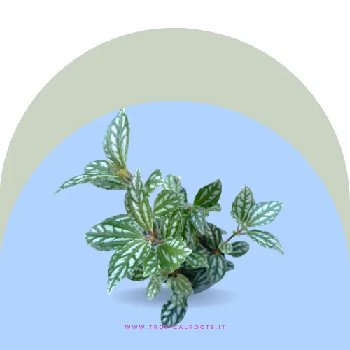 Pilea Cadierei