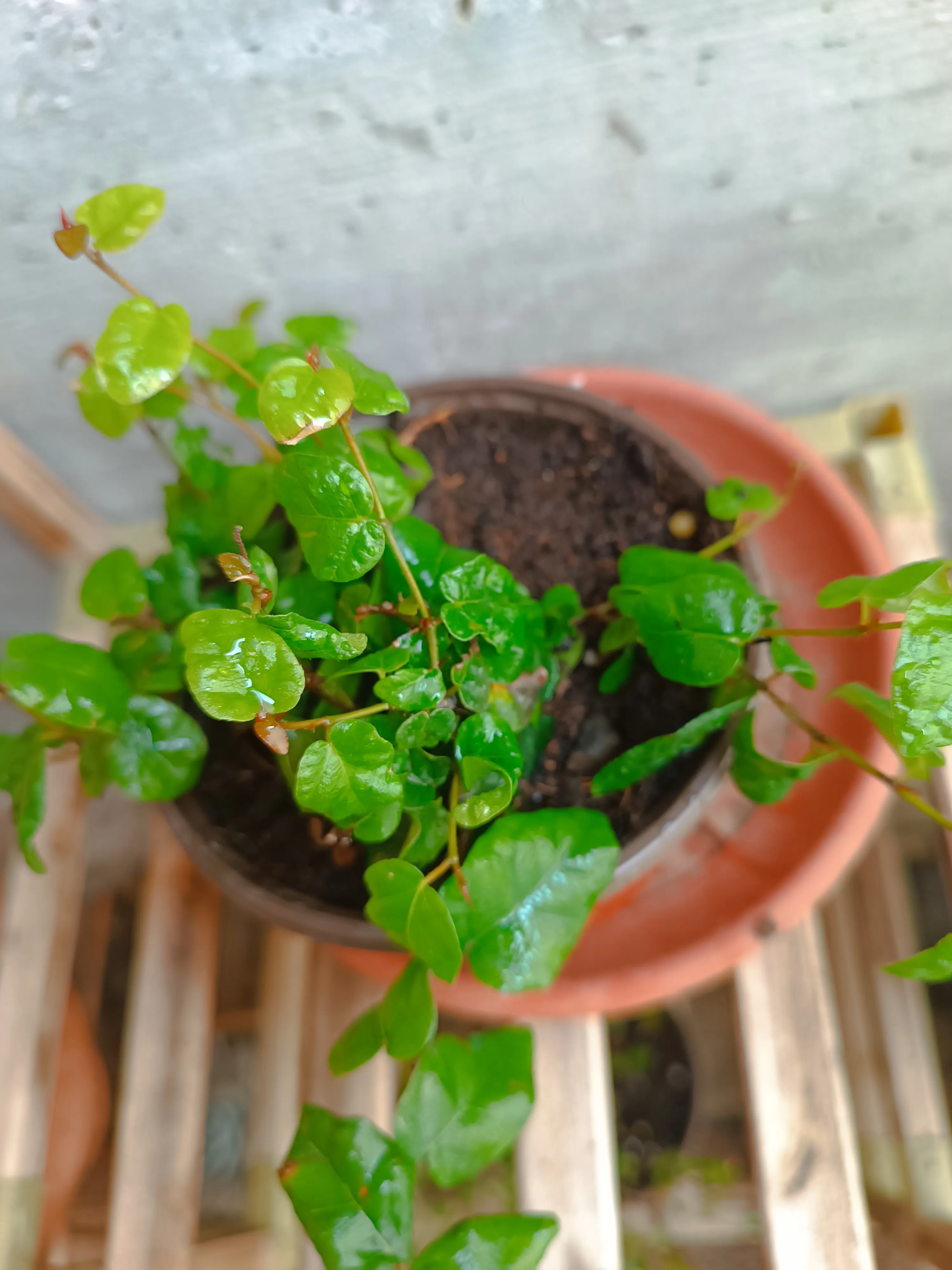 Ficus repens