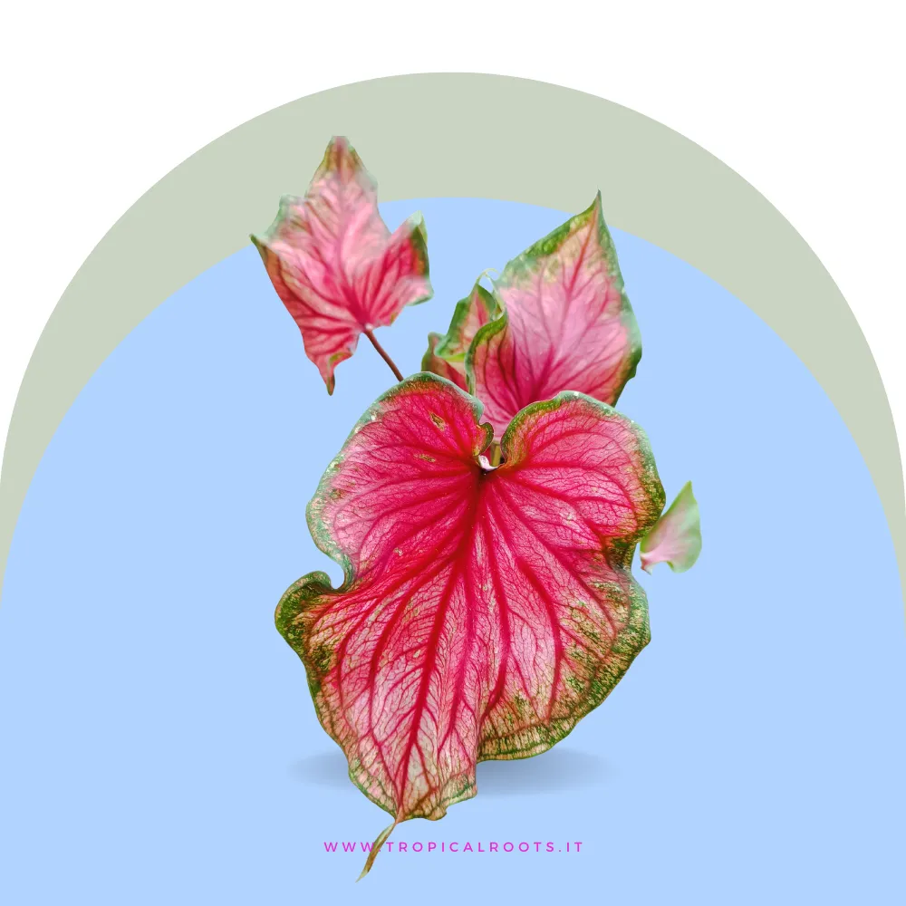 Caladium Sweet Heart big