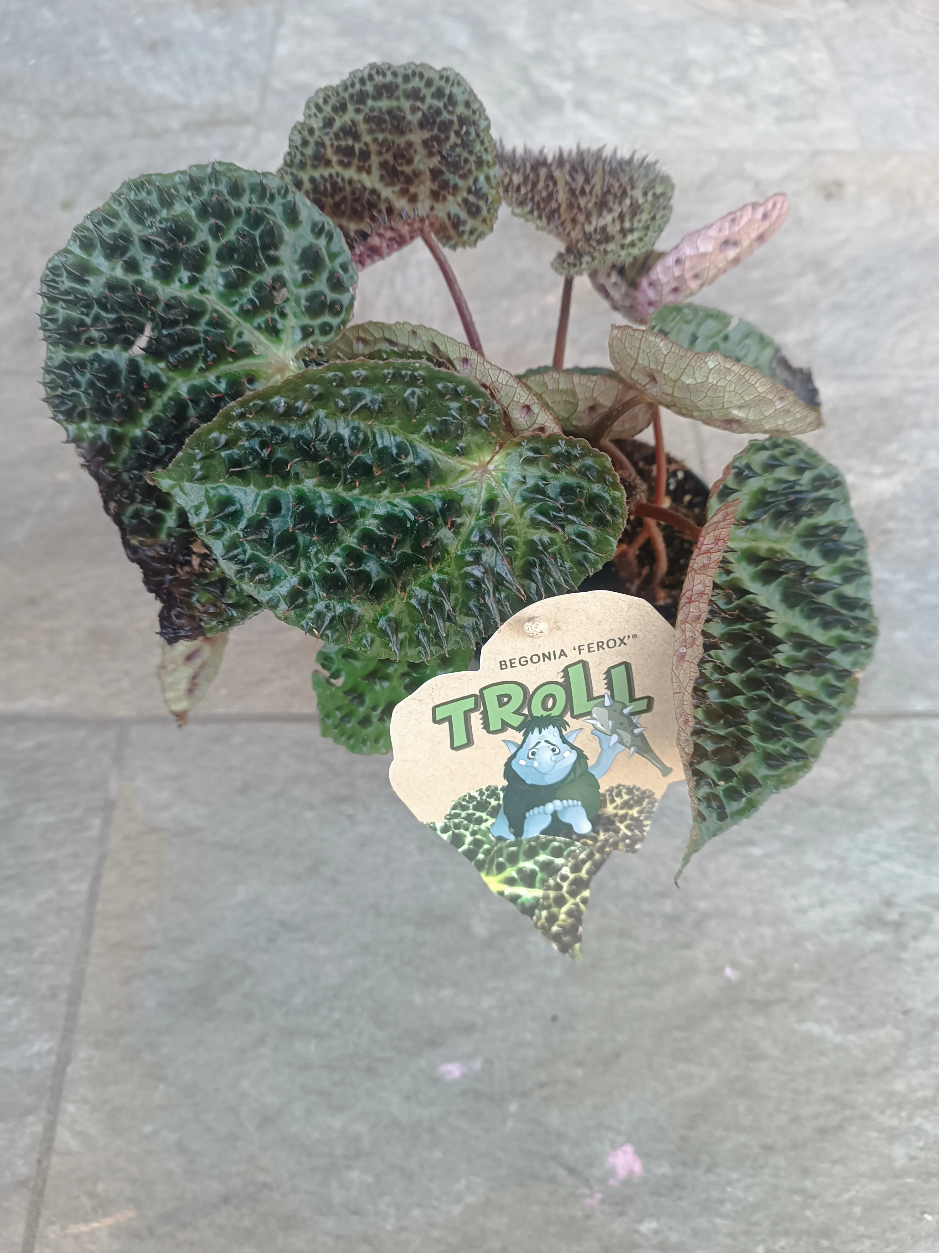Begonia Ferox