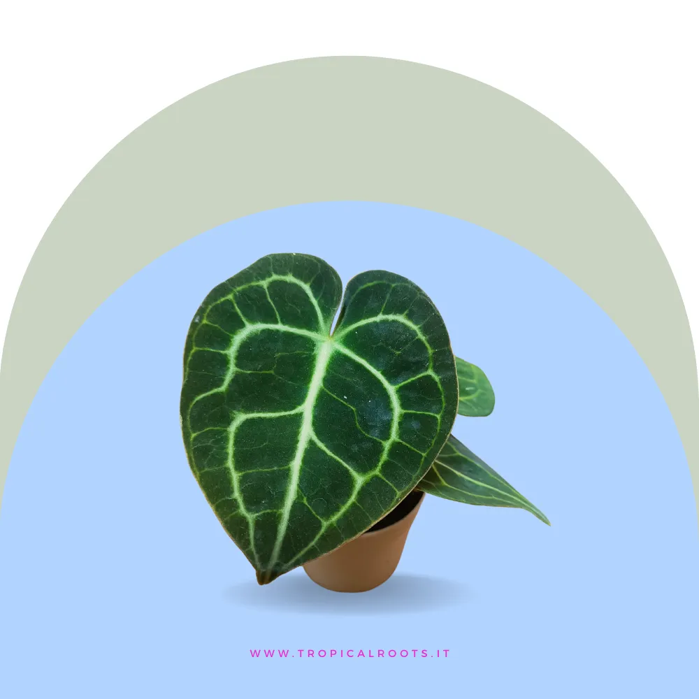 Anthurium Clarinervium
