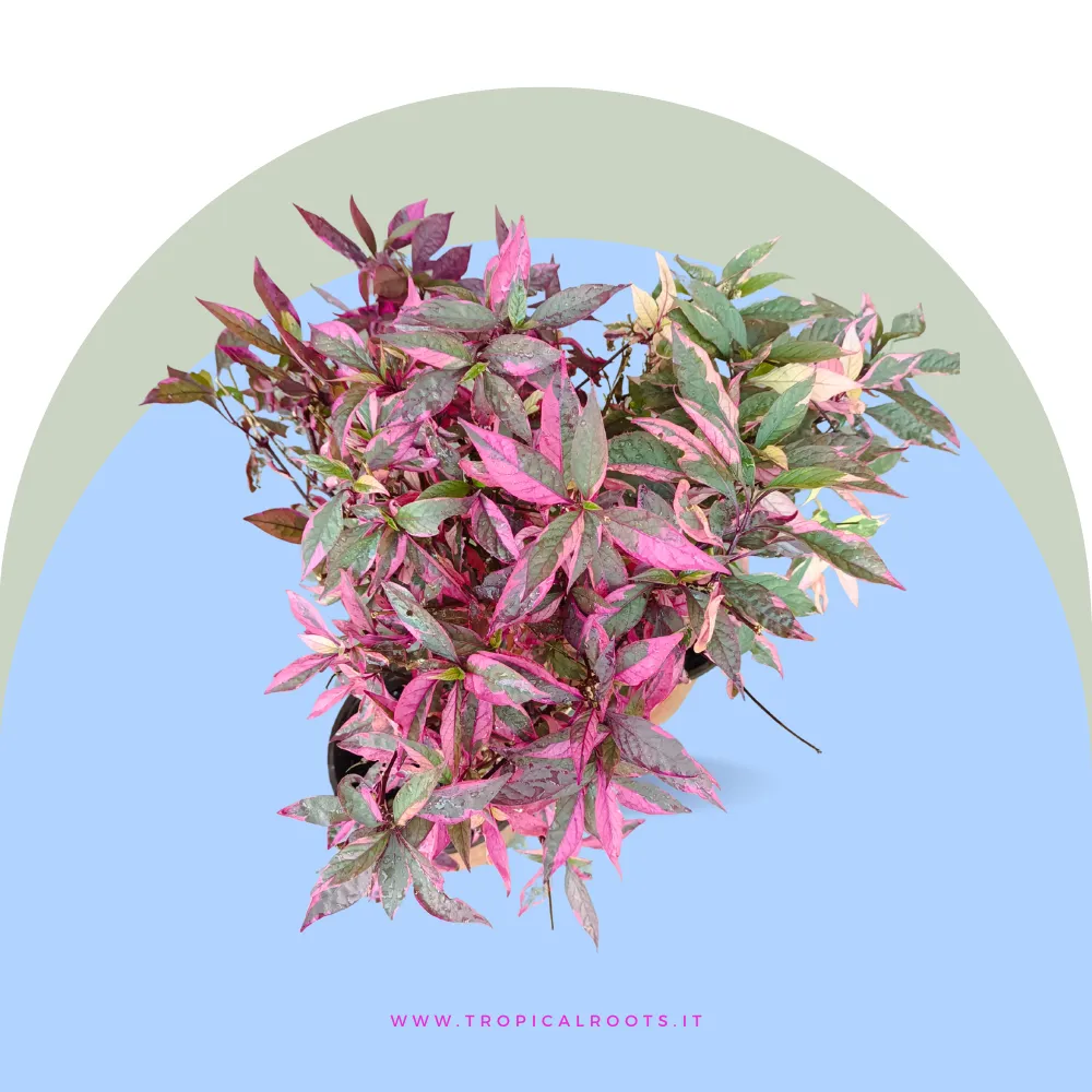 Alternanthera Brasiliana