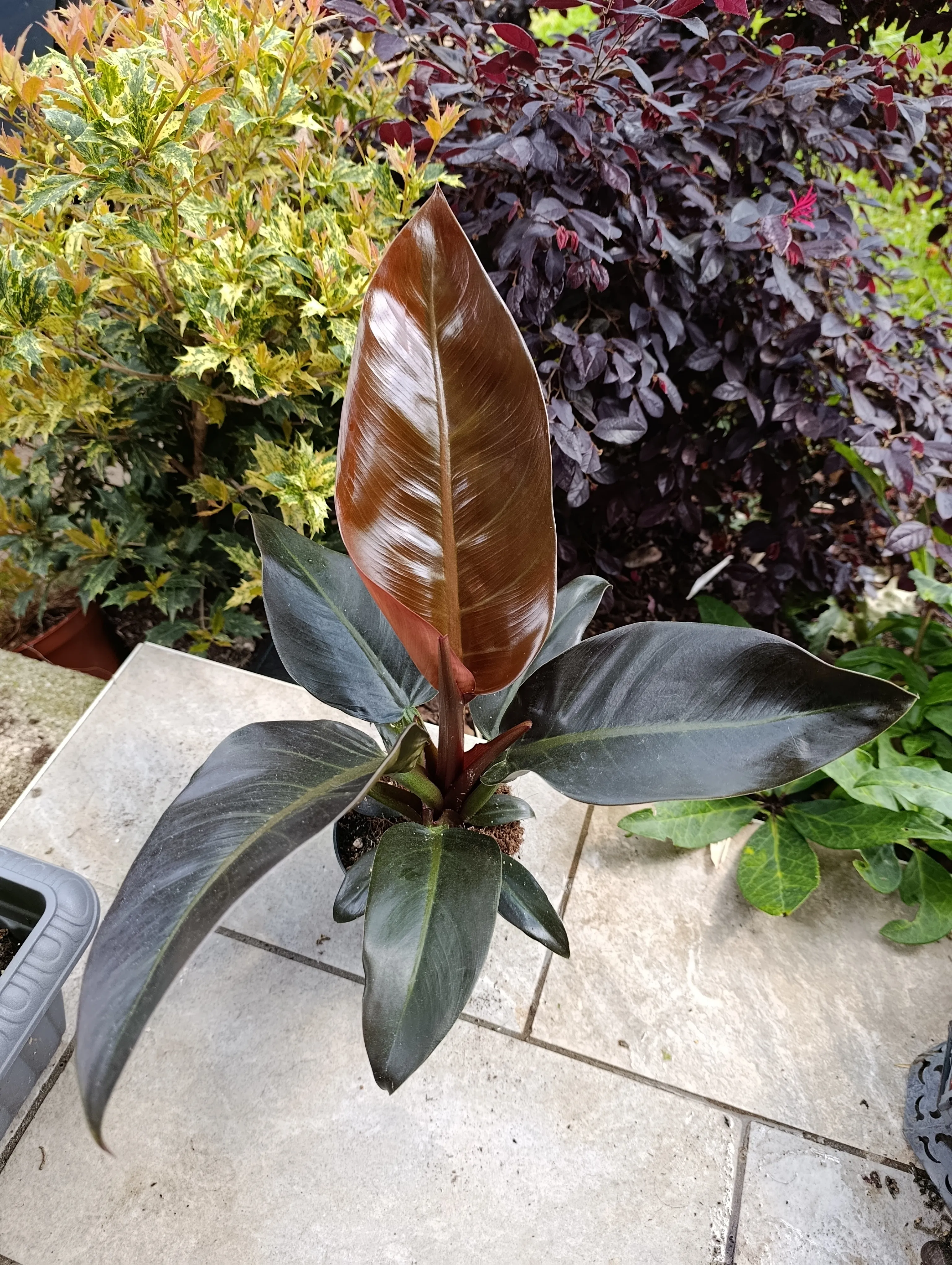 Philodendron 'Black Cardinal'