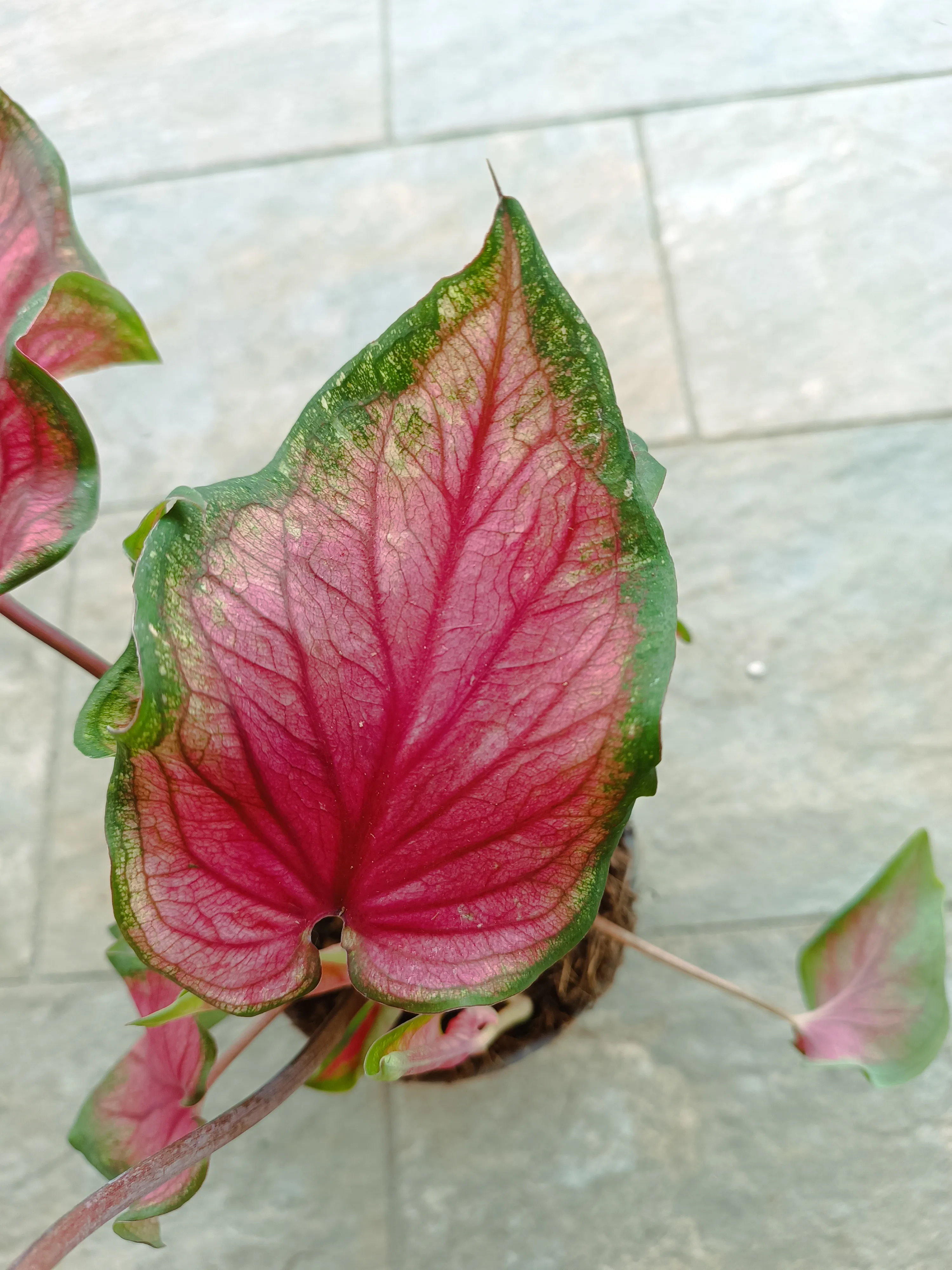 Caladium Sweet Heart big