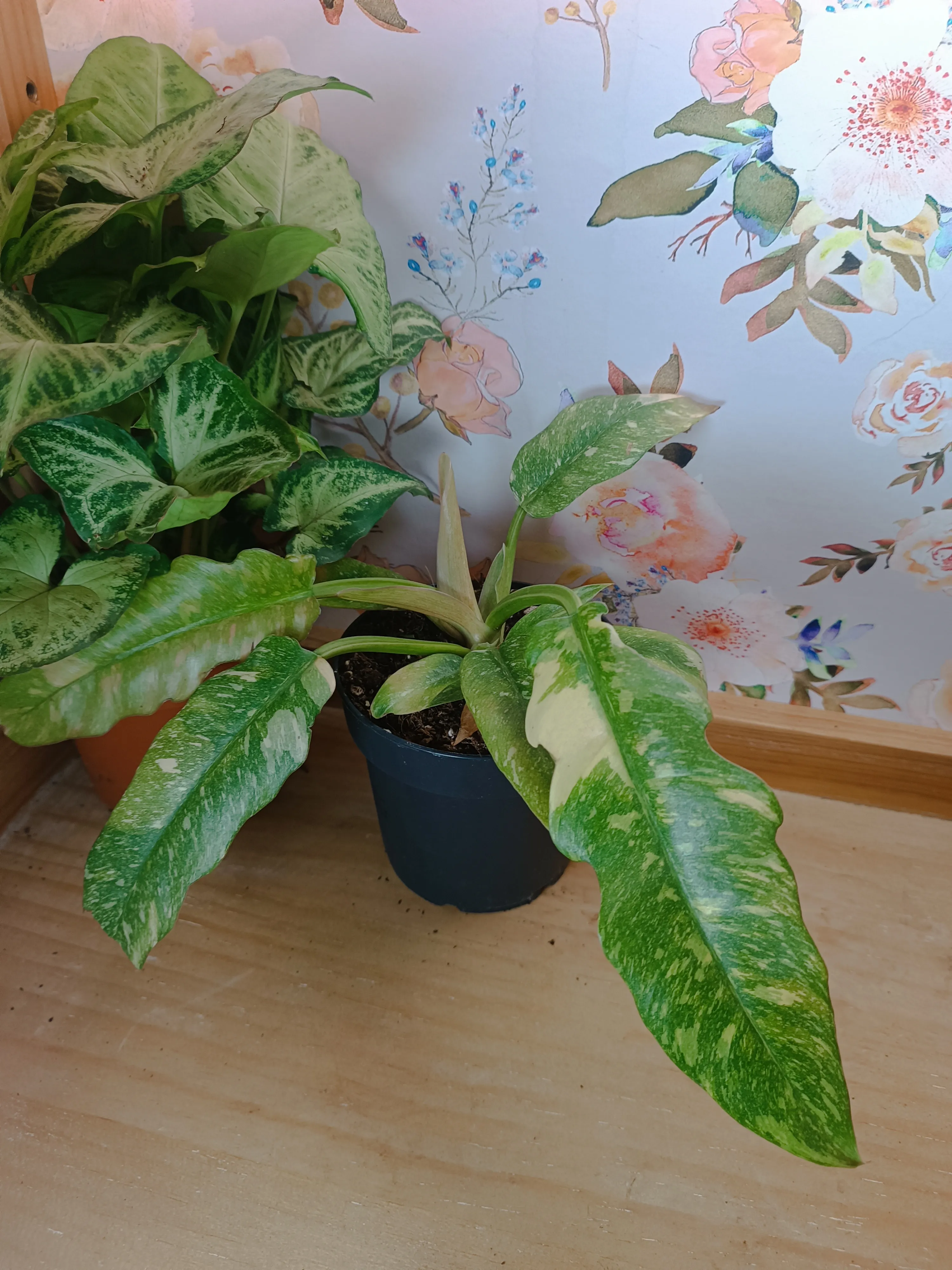 Philodendron 'Ring of fire'